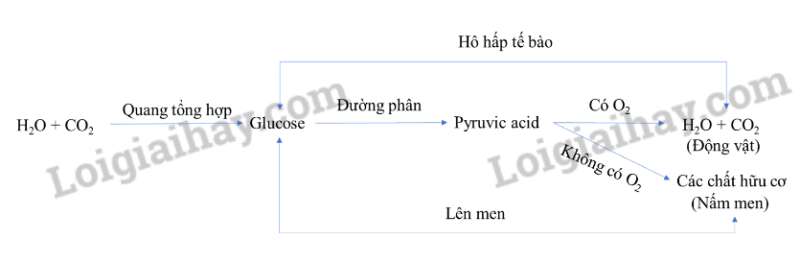 Sinh học 10 Ôn tập phần 2 trang 100,101 | Giải Sinh 10 Cánh diều (ảnh 4)