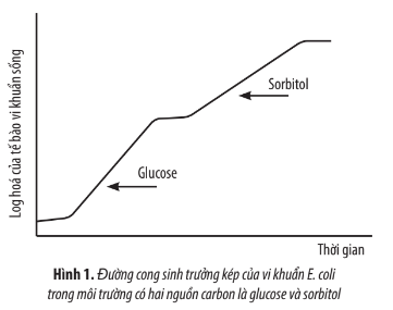 Sinh học 10 Ôn tập chương 5 | Giải Sinh 10 Chân trời sáng tạo (ảnh 1)