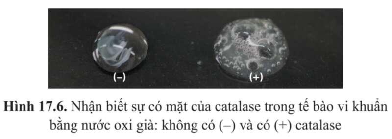 Sinh học 10 Bài 17: Vi sinh vật và các phương pháp nghiên cứu vi sinh vật | Giải Sinh 10 Cánh diều (ảnh 7)