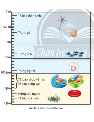 Lý thuyết Sinh học 10 Bài 8 (Chân trời sáng tạo): Tế bào nhân sơ (ảnh 2)