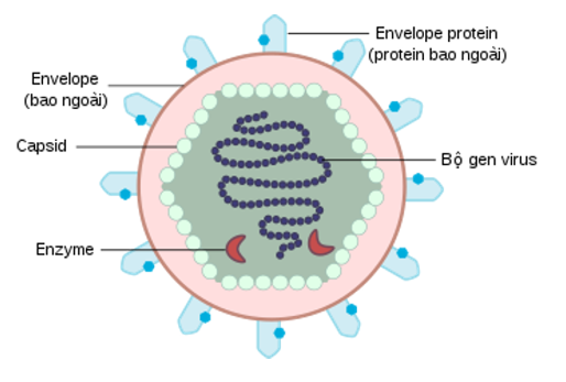 Lý thuyết Sinh học 10 Bài 29 (Chân trời sáng tạo): Virus (ảnh 2)