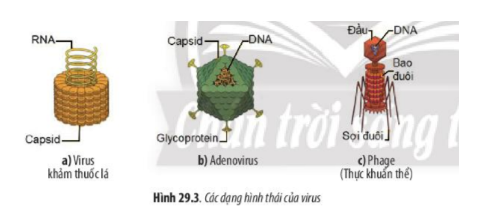 Lý thuyết Sinh học 10 Bài 29 (Chân trời sáng tạo): Virus (ảnh 5)