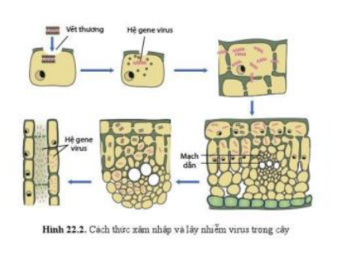 Lý thuyết Sinh học 10 Bài 22 (Cánh diều): Phương thức lây truyền, cách phòng chống và ứng dụng của virus (ảnh 1)