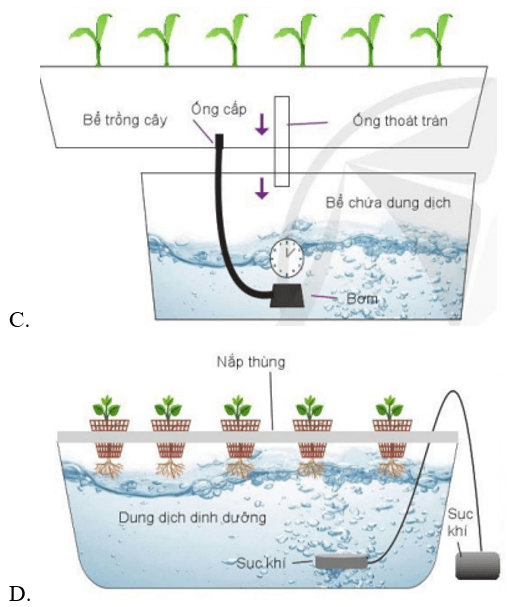 Trắc nghiệm Công nghệ 10 Cánh diều Ôn tập chủ đề 7 (có đáp án): Trồng trọt công nghệ cao | Công nghệ trồng trọt 10