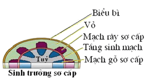 Trắc nghiệm Sinh học 11 Bài 34 có đáp án năm 2021 mới nhất